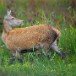 Red Deer 270909_2